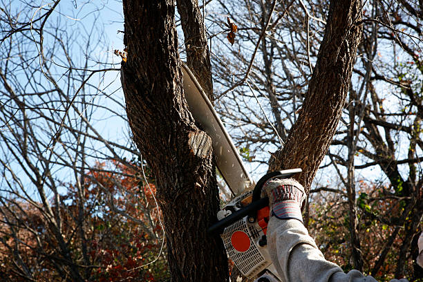 How Our Tree Care Process Works  in  West Belmar, NJ